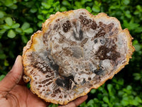 Polished Podocarpus Petrified Wood Slices x 4 From Marovoay, Madagascar