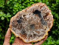 Polished Podocarpus Petrified Wood Slices x 4 From Marovoay, Madagascar