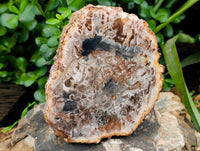 Polished Podocarpus Petrified Wood Slices x 4 From Marovoay, Madagascar