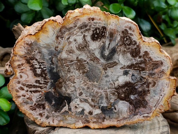 Polished Podocarpus Petrified Wood Slices x 4 From Marovoay, Madagascar