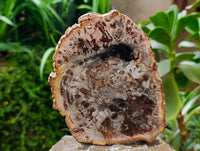 Polished Podocarpus Petrified Wood Slices x 4 From Marovoay, Madagascar