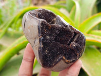 Polished Septerye Sauvage "Dragons Egg" Geodes x 6 From Mahajanga, Madagascar