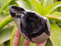 Polished Septerye Sauvage "Dragons Egg" Geodes x 6 From Mahajanga, Madagascar