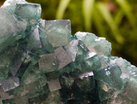Natural Green Fluorite Cluster Specimens x 2 From Mandrosonoro, Madagascar