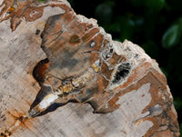Polished XL Podocarpus Petrified Wood Slice x 1 From Mahajanga, Madagascar