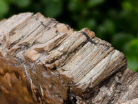 Polished XL Podocarpus Petrified Wood Slice x 1 From Mahajanga, Madagascar