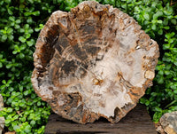 Polished XL Podocarpus Petrified Wood Slice x 1 From Mahajanga, Madagascar