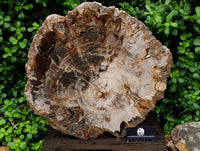 Polished XL Podocarpus Petrified Wood Slice x 1 From Mahajanga, Madagascar