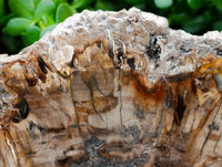 Polished XL Podocarpus Petrified Wood Slice x 1 From Mahajanga, Madagascar