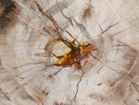 Polished XL Podocarpus Petrified Wood Slice x 1 From Mahajanga, Madagascar