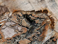 Polished XL Podocarpus Petrified Wood Slice x 1 From Mahajanga, Madagascar