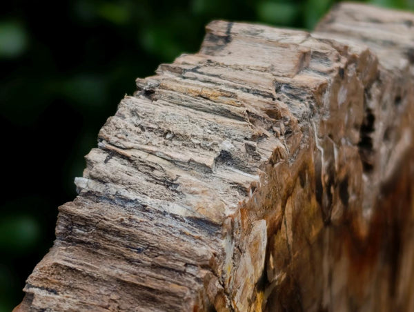 Polished XL Podocarpus Petrified Wood Slice x 1 From Mahajanga, Madagascar