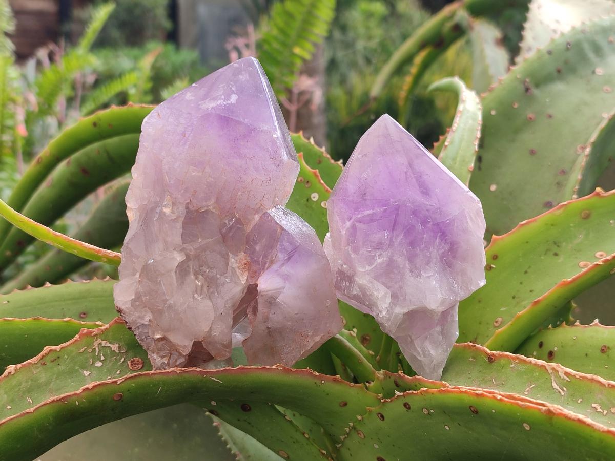 Polished Jacaranda Amethyst Crystals x 6 From Mumbwa, Zambia