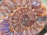 Polished Cleoniceras Ammonite Fossil Pairs x 6 From Tulear, Madagascar