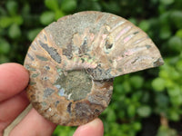 Polished Cleoniceras Ammonite Fossil Pairs x 6 From Tulear, Madagascar