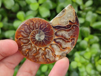 Polished Cleoniceras Ammonite Fossil Pairs x 6 From Tulear, Madagascar