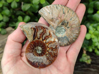 Polished Cleoniceras Ammonite Fossil Pairs x 6 From Tulear, Madagascar