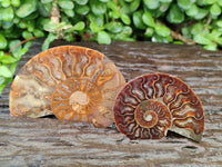 Polished Cleoniceras Ammonite Fossil Pairs x 6 From Tulear, Madagascar