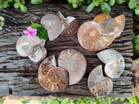 Polished Cleoniceras Ammonite Fossil Pairs x 6 From Tulear, Madagascar