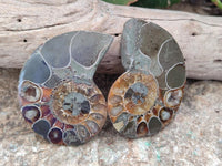 Polished Cleoniceras Ammonite Fossil Pairs x 6 From Tulear, Madagascar