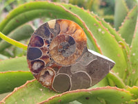 Polished Cleoniceras Ammonite Fossil Pairs x 6 From Tulear, Madagascar
