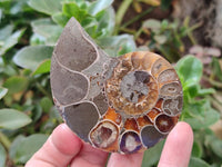 Polished Cleoniceras Ammonite Fossil Pairs x 6 From Tulear, Madagascar
