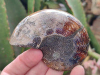Polished Cleoniceras Ammonite Fossil Pairs x 6 From Tulear, Madagascar