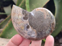 Polished Cleoniceras Ammonite Fossil Pairs x 6 From Tulear, Madagascar