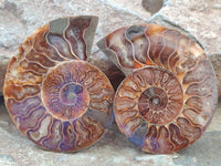 Polished Cleoniceras Ammonite Fossil Pairs x 6 From Tulear, Madagascar