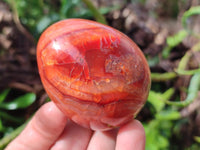 Polished Carnelian Agate Gemstone Eggs x 6 From Madagascar