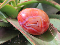 Polished Carnelian Agate Gemstone Eggs x 6 From Madagascar