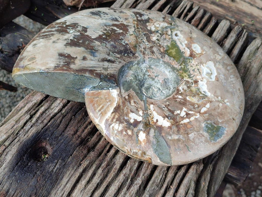 Polished XXL Cleoniceras Red and Purple Ammolite Ammonite Fossil x 1 From Tulear, Madagascar