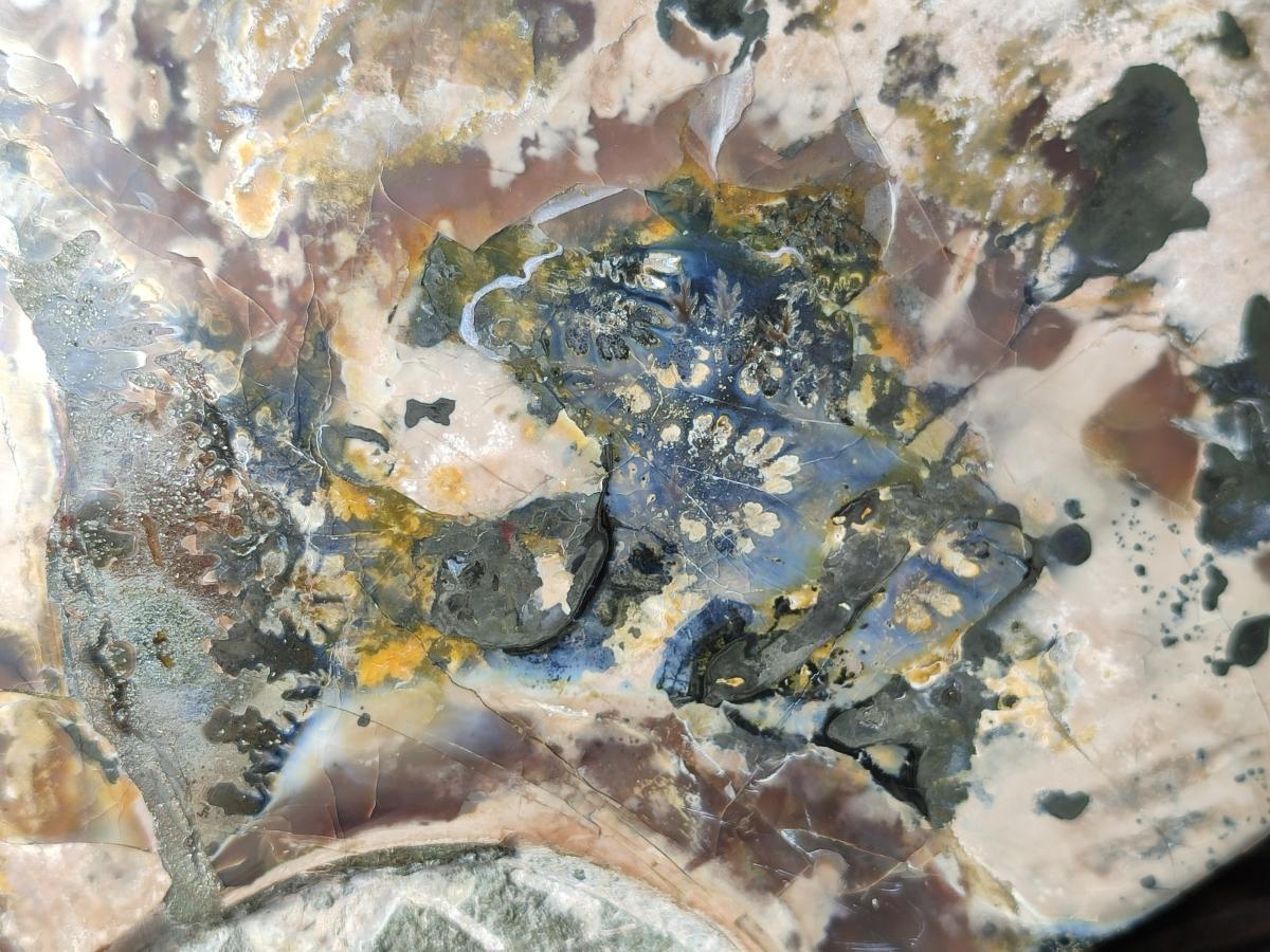 Polished XXL Cleoniceras Red and Purple Ammolite Ammonite Fossil x 1 From Tulear, Madagascar