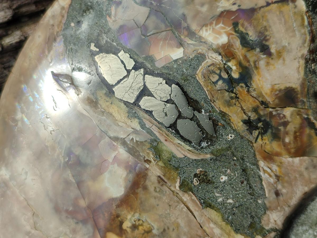 Polished XXL Cleoniceras Red and Purple Ammolite Ammonite Fossil x 1 From Tulear, Madagascar