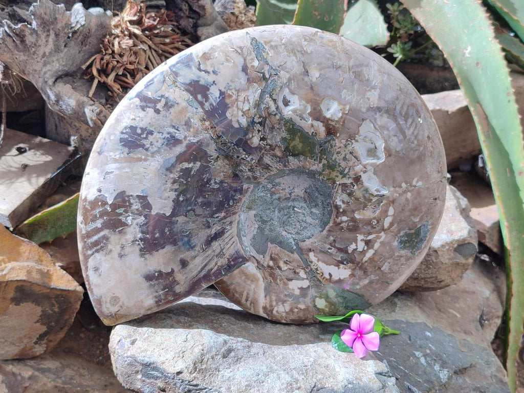 Polished XXL Cleoniceras Red and Purple Ammolite Ammonite Fossil x 1 From Tulear, Madagascar