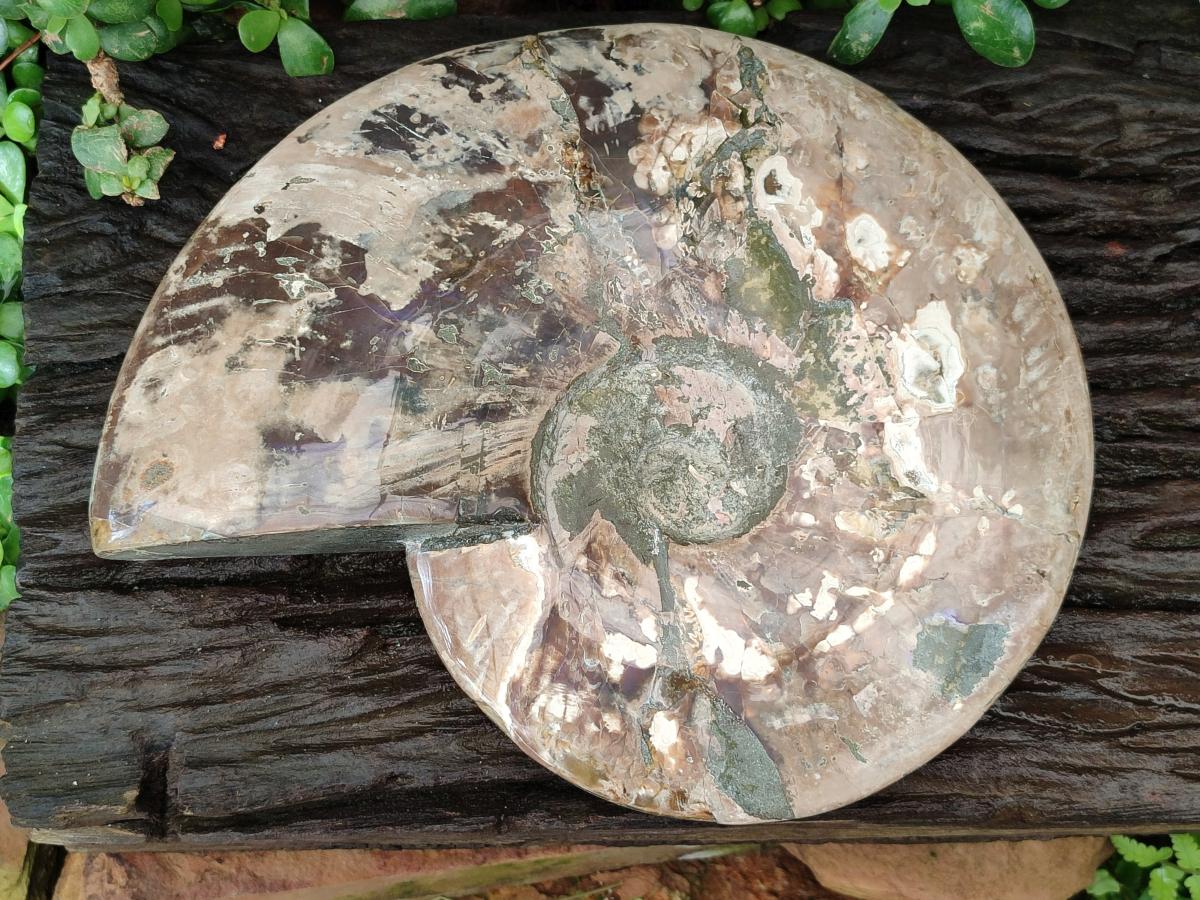 Polished XXL Cleoniceras Red and Purple Ammolite Ammonite Fossil x 1 From Tulear, Madagascar