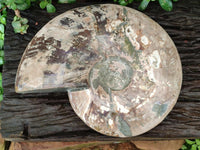 Polished XXL Cleoniceras Red and Purple Ammolite Ammonite Fossil x 1 From Tulear, Madagascar