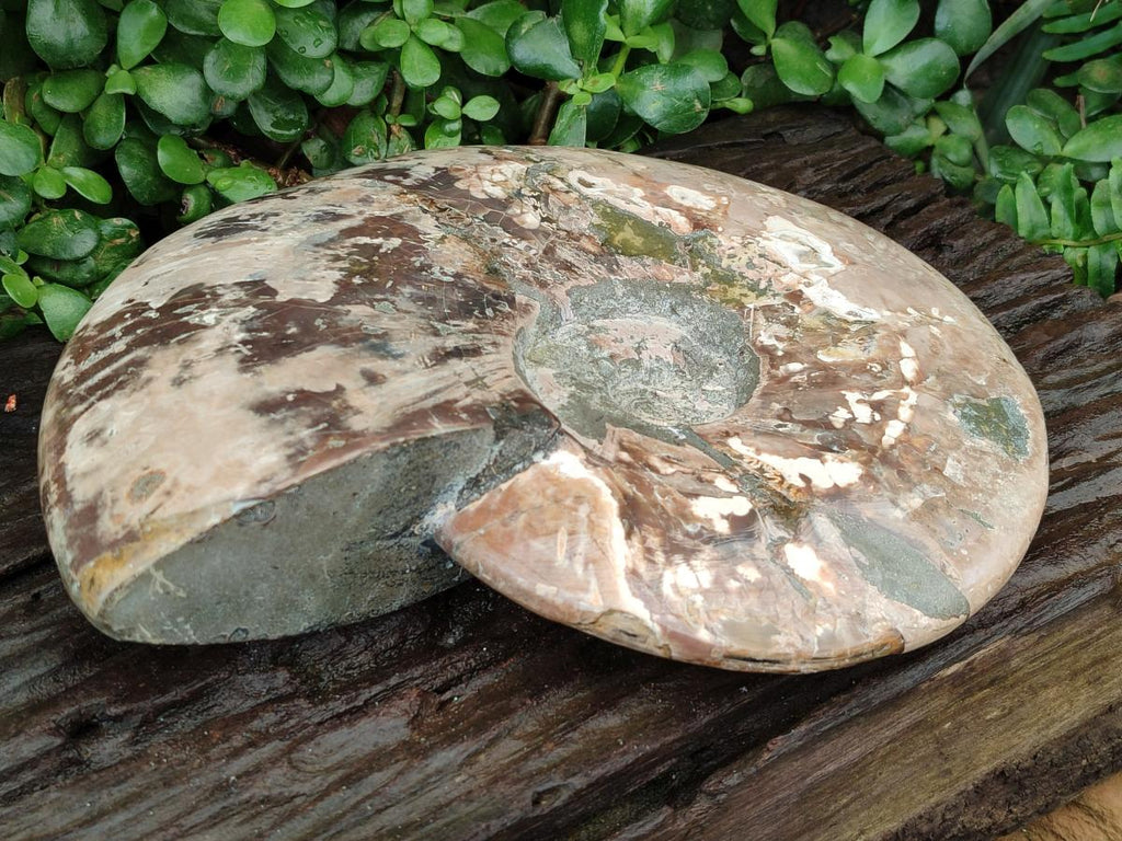 Polished XXL Cleoniceras Red and Purple Ammolite Ammonite Fossil x 1 From Tulear, Madagascar