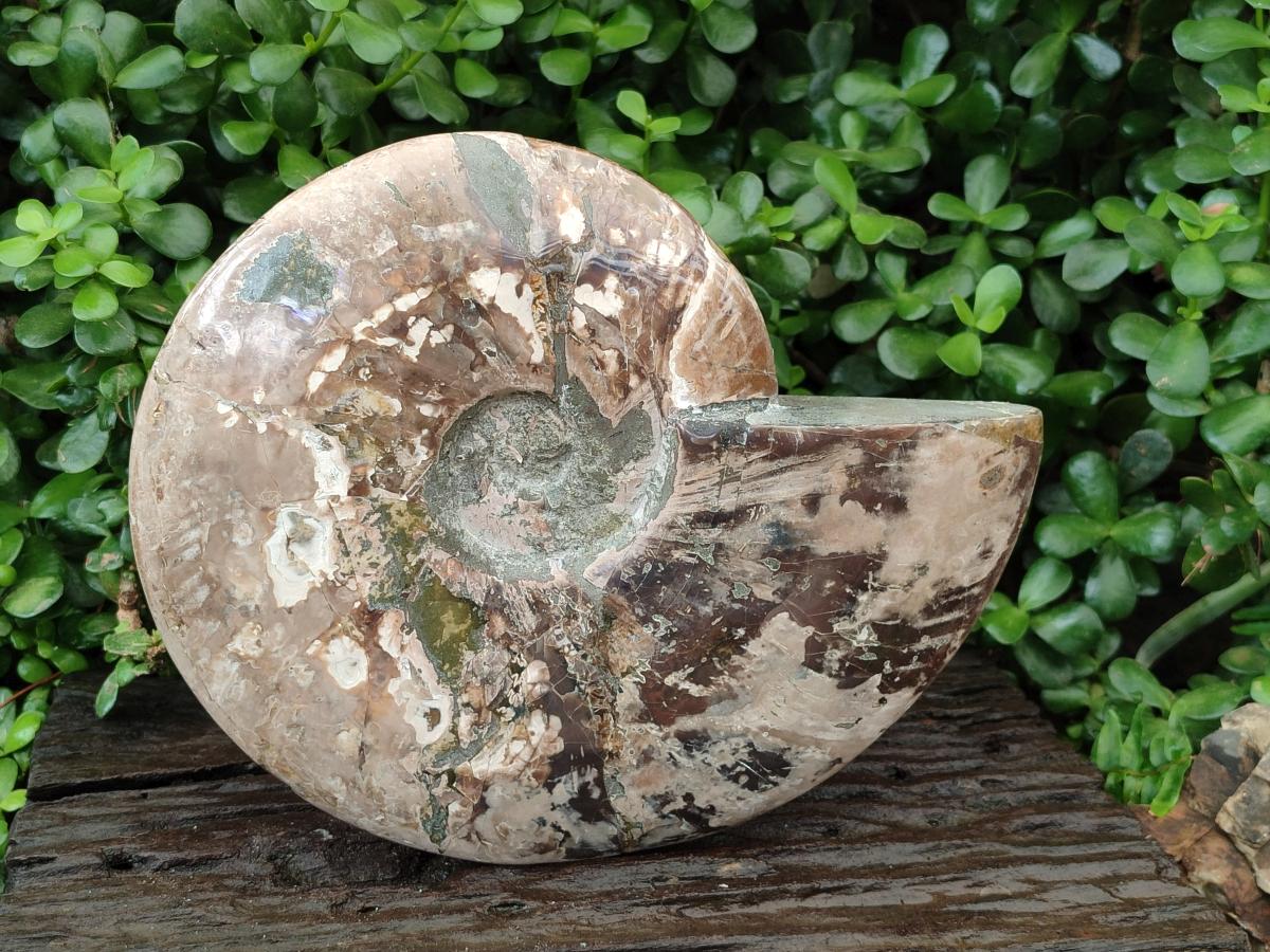 Polished XXL Cleoniceras Red and Purple Ammolite Ammonite Fossil x 1 From Tulear, Madagascar