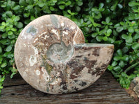 Polished XXL Cleoniceras Red and Purple Ammolite Ammonite Fossil x 1 From Tulear, Madagascar