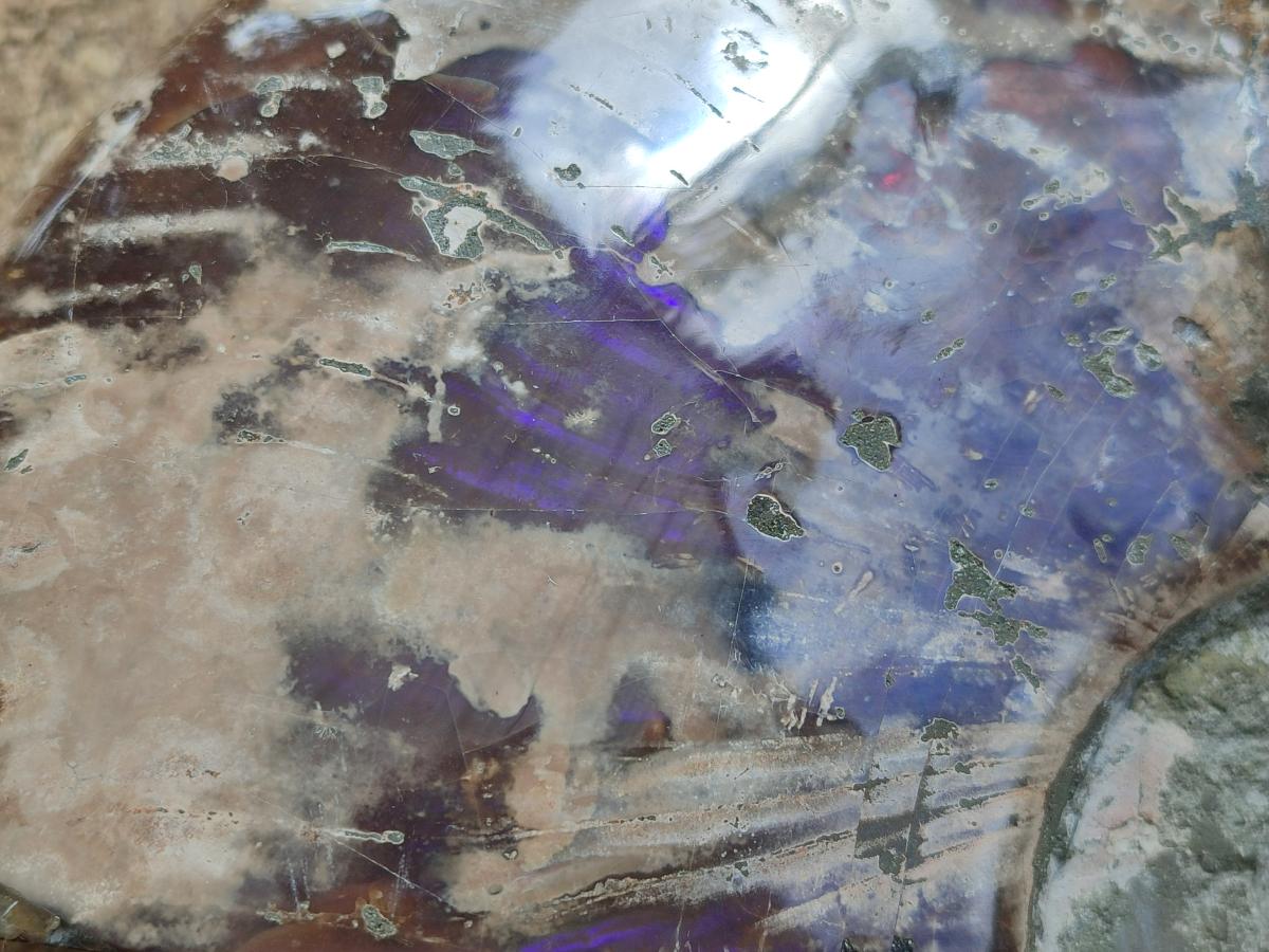 Polished XXL Cleoniceras Red and Purple Ammolite Ammonite Fossil x 1 From Tulear, Madagascar