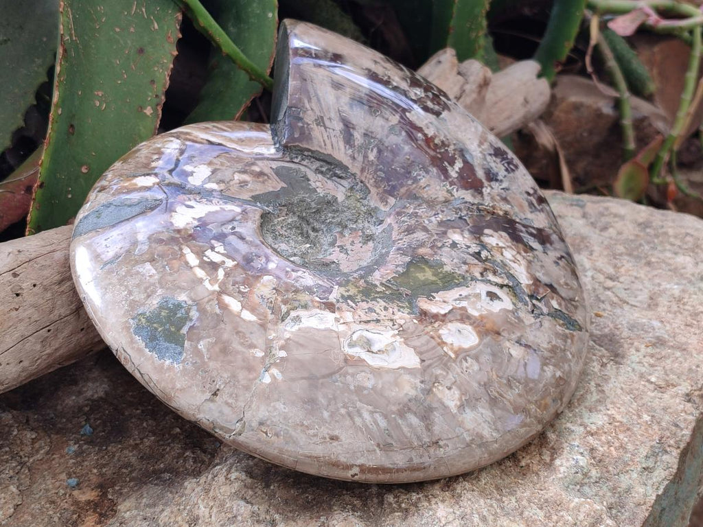 Polished XXL Cleoniceras Red and Purple Ammolite Ammonite Fossil x 1 From Tulear, Madagascar