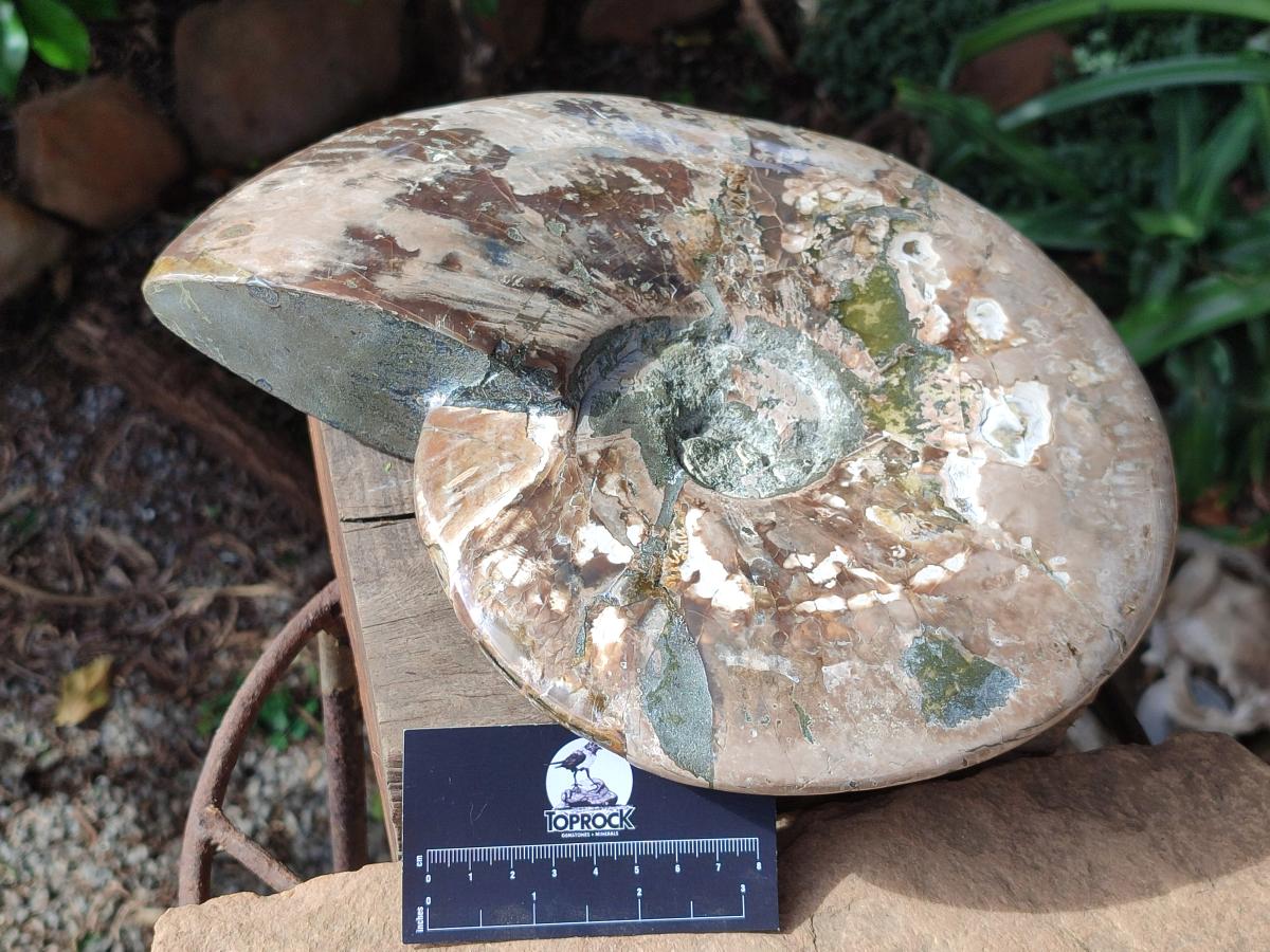Polished XXL Cleoniceras Red and Purple Ammolite Ammonite Fossil x 1 From Tulear, Madagascar