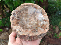 Polished Red Podocarpus Petrified Wood Bowls x 2 From Mahajanga, Madagascar