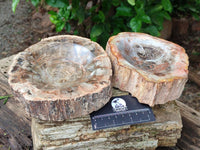 Polished Red Podocarpus Petrified Wood Bowls x 2 From Mahajanga, Madagascar