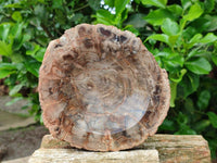 Polished Red Podocarpus Petrified Wood Bowls x 2 From Mahajanga, Madagascar