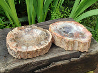 Polished Red Podocarpus Petrified Wood Bowls x 2 From Mahajanga, Madagascar