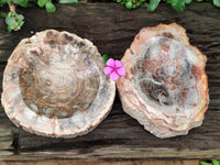 Polished Red Podocarpus Petrified Wood Bowls x 2 From Mahajanga, Madagascar