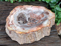 Polished Red Podocarpus Petrified Wood Bowls x 2 From Mahajanga, Madagascar