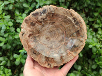 Polished Red Podocarpus Petrified Wood Bowls x 2 From Mahajanga, Madagascar
